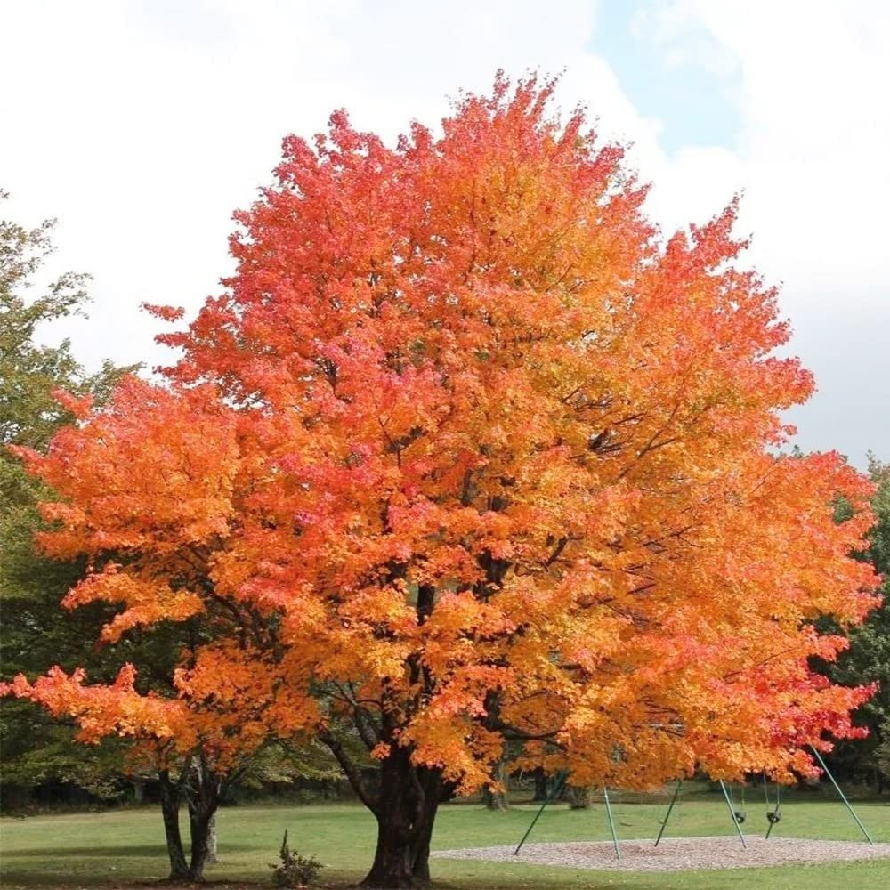Sugar Maple Tree - 20 Seeds - Acer Saccharum, Colorful and Easy to Grow Fast-Growing - Tampa Home & Garden Store