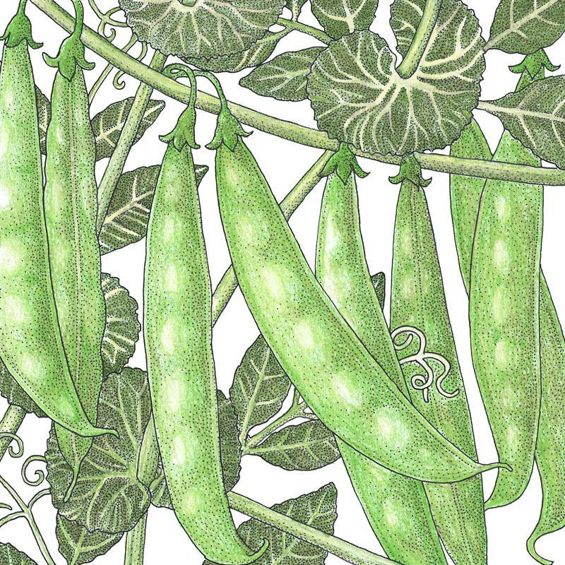 Sugar Snap Pea Seeds (Organic) - Tampa Home & Garden Store