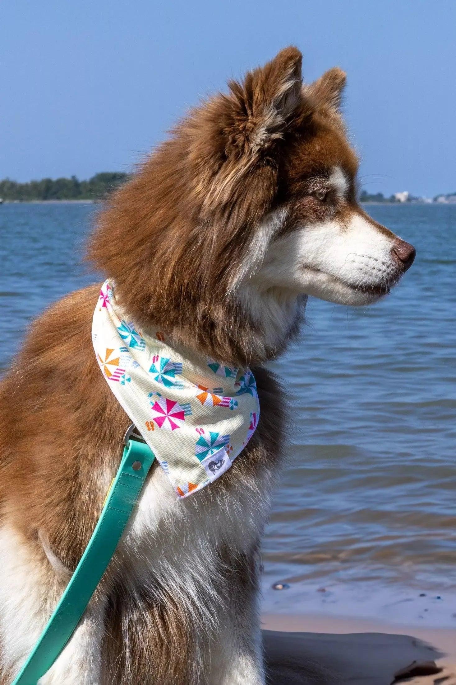 Sun & Shade Dog Bandana - Tampa Home & Garden Store