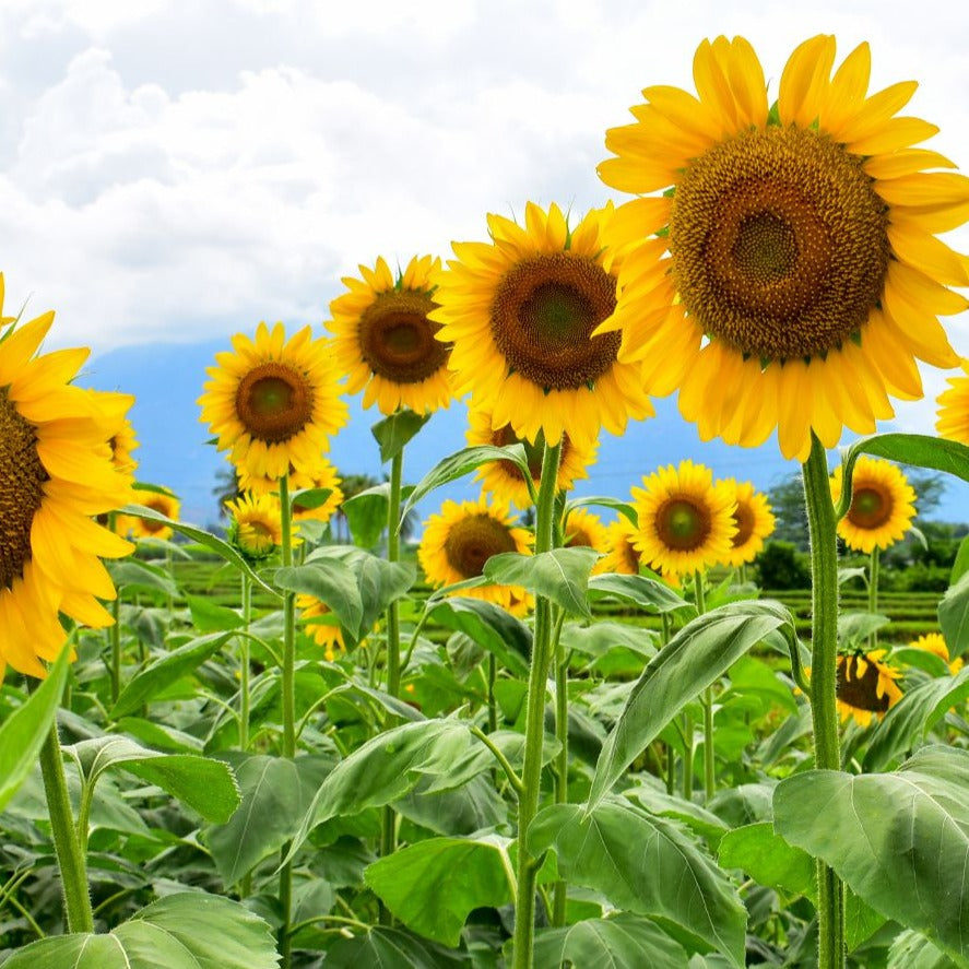 Mammoth sunflower seeds, Seedtime Store brand, large yellow blooms on Tampa Home & Garden Store