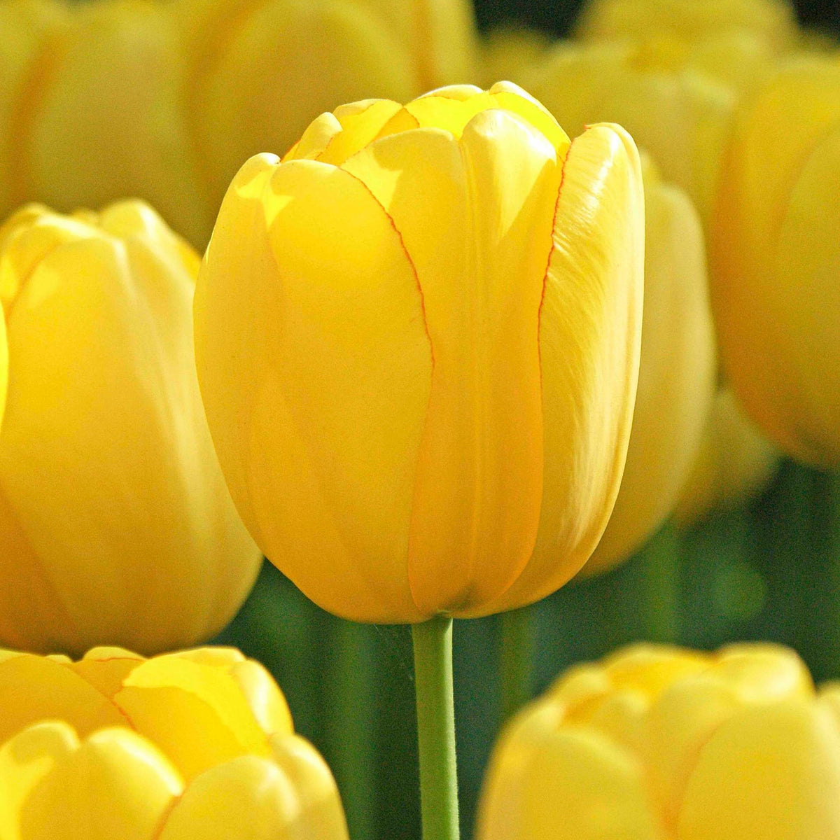 Sun Gold Jumbo Tulip plant with bright yellow petals and green stem by Live Good Logistics on Tampa Home & Garden Store