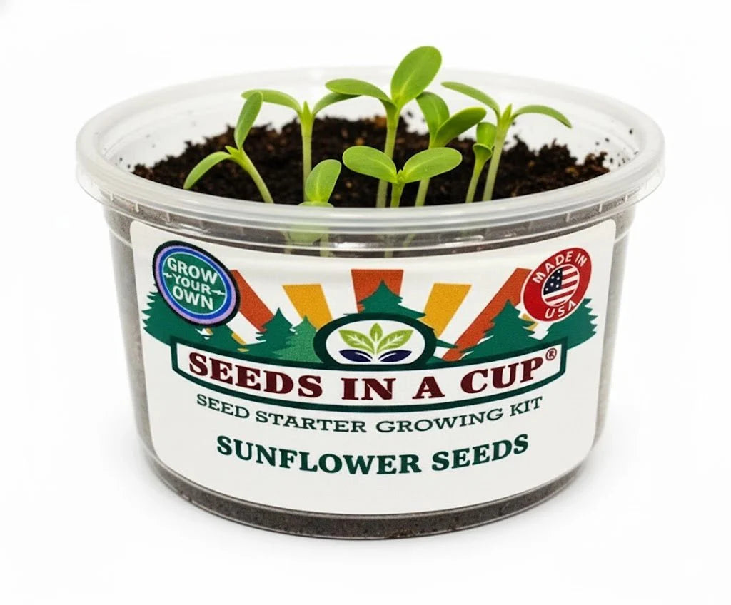 Sunflower Grow Kit - Tampa Home & Garden Store