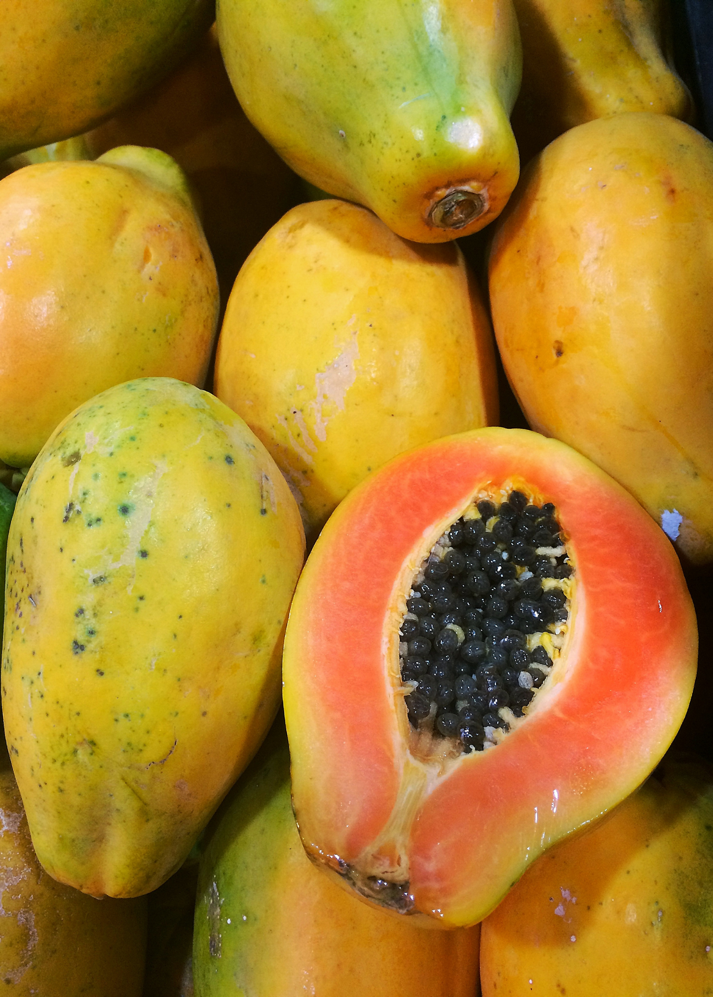 Sunset Solo Papaya Tree (Carica papaya)