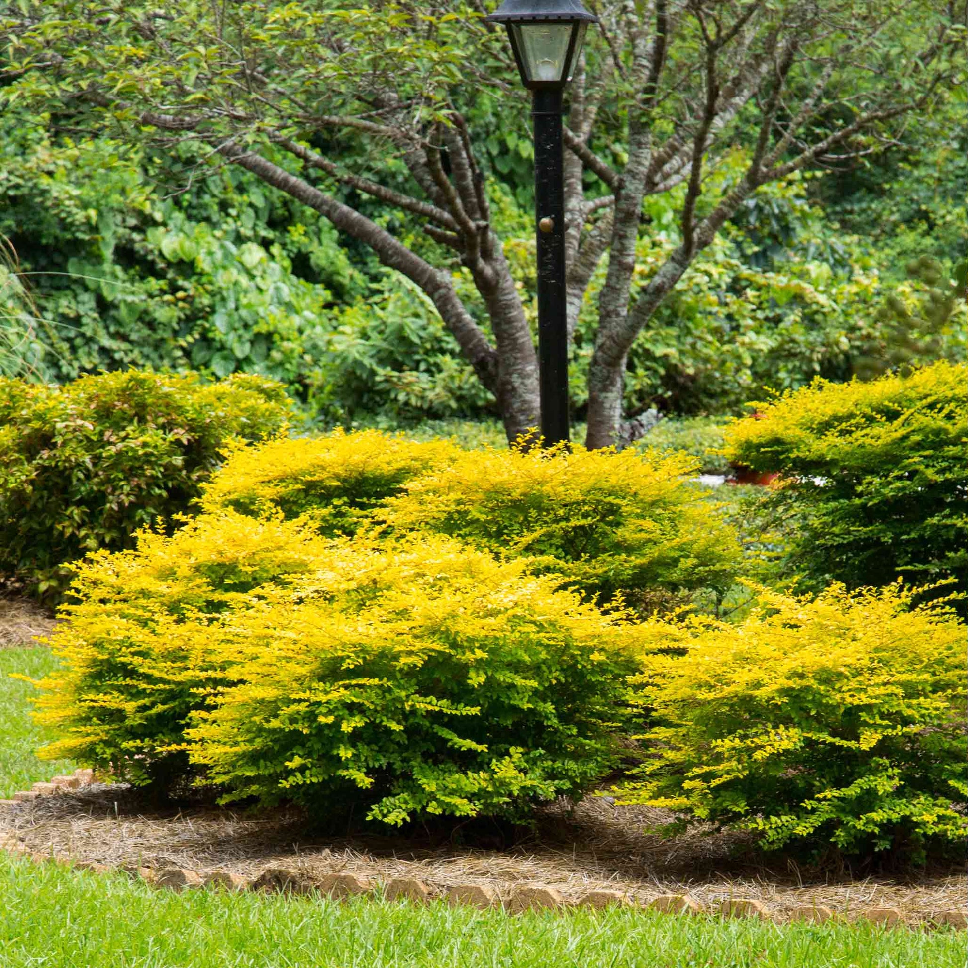 Sunshine Ligustrum plant in a yellow hedge around black lamp post with green trees behind on Tampa Home & Garden Store