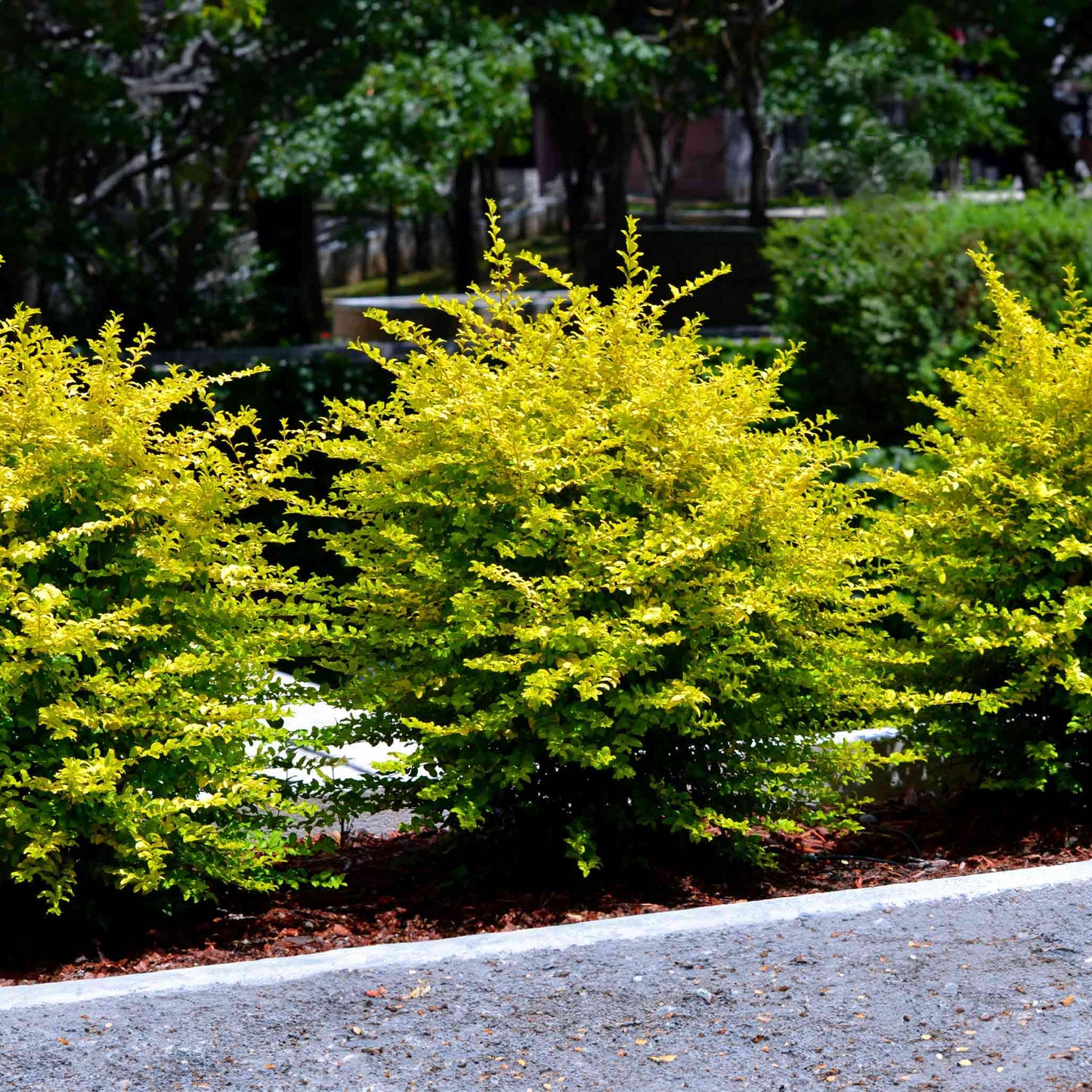Sunshine Ligustrum plant with bright yellow foliage in a compact shrub form on Tampa Home & Garden Store