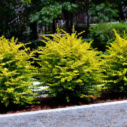 Sunshine Ligustrum plant with bright yellow foliage in a compact shrub form on Tampa Home & Garden Store