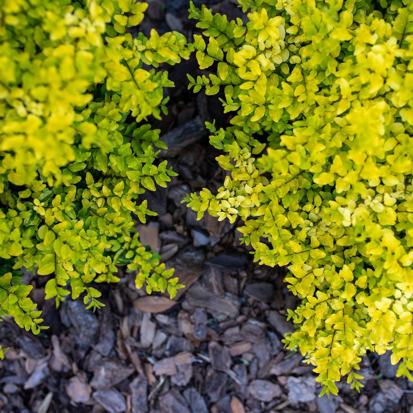 Sunshine Ligustrum plant bright chartreuse foliage compact hedge shrub on Tampa Home & Garden Store