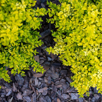 Sunshine Ligustrum plant bright chartreuse foliage compact hedge shrub on Tampa Home & Garden Store