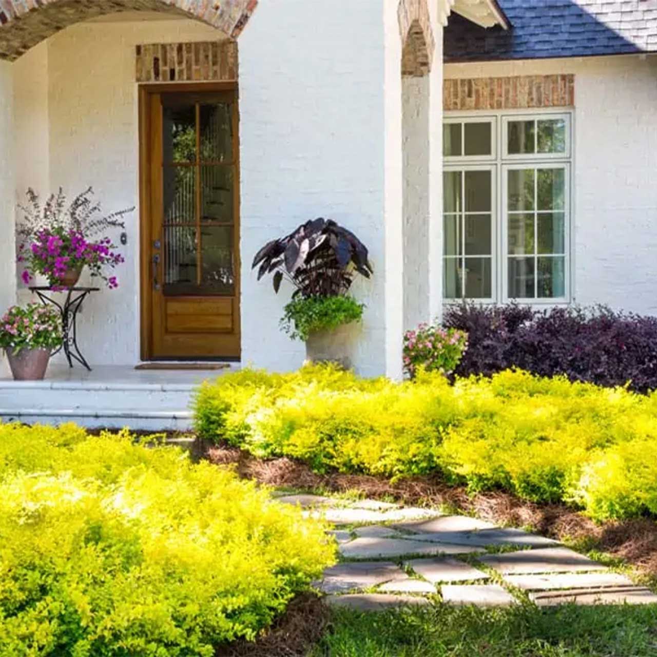 Sunshine Ligustrum plant with bright yellow foliage for outdoor use by Live Good Logistics on Tampa Home & Garden Store
