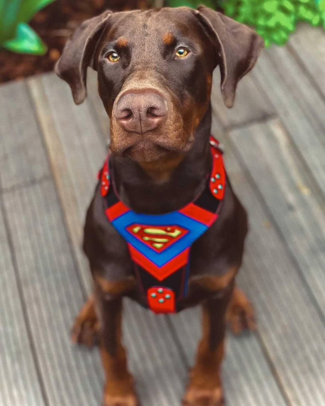 Superdog Harness - Tampa Home & Garden Store