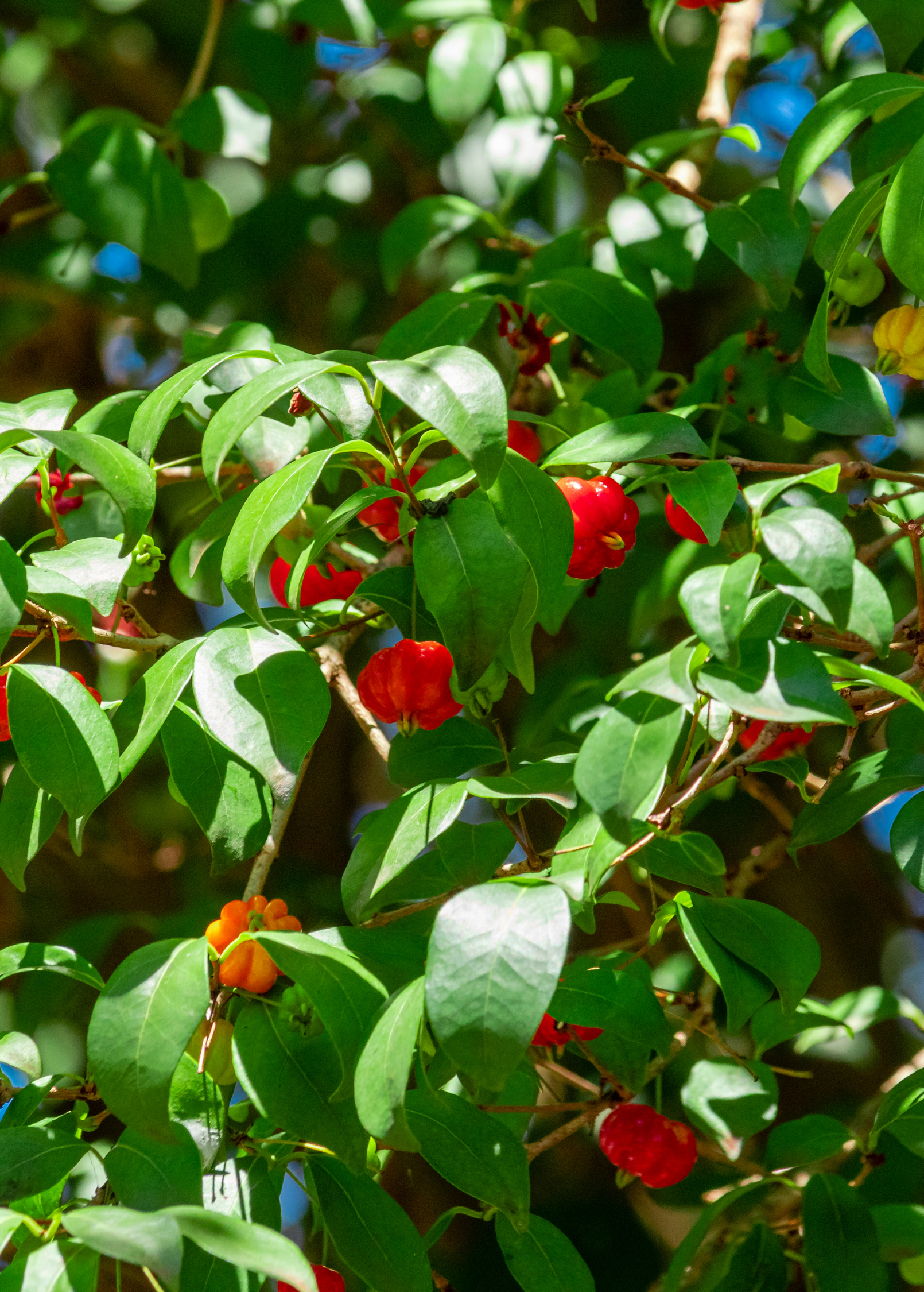 Surinam Cherry (Eugenia uniflora) - Tampa Home & Garden Store