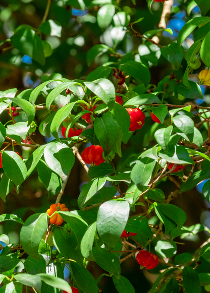 Surinam Cherry (Eugenia uniflora) - Tampa Home & Garden Store