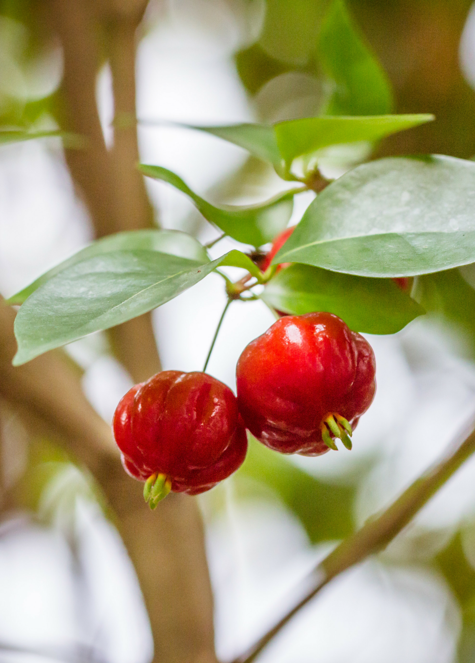 Surinam Cherry (Eugenia uniflora) - Tampa Home & Garden Store