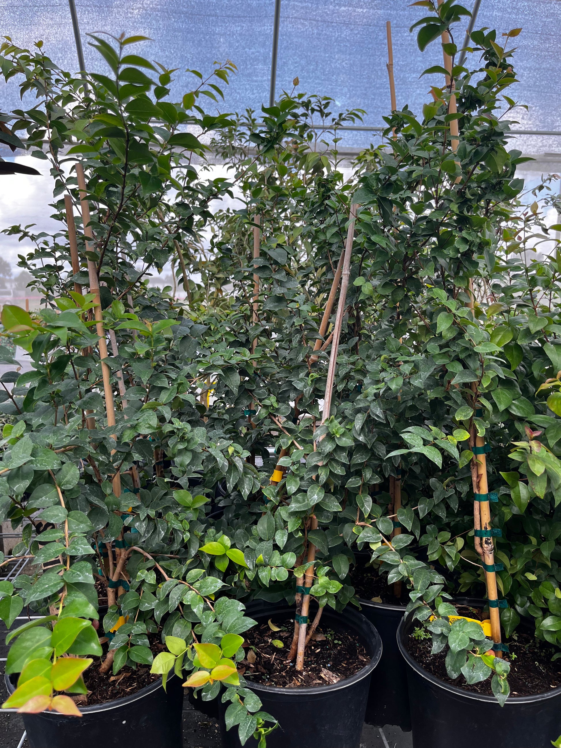 Surinam Cherry (Eugenia uniflora) - Tampa Home & Garden Store