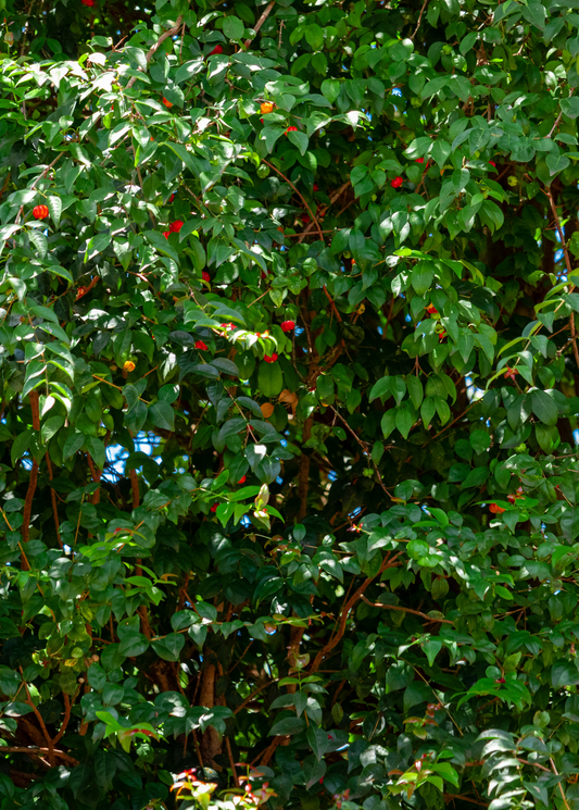Surinam Cherry (Eugenia uniflora) - Tampa Home & Garden Store