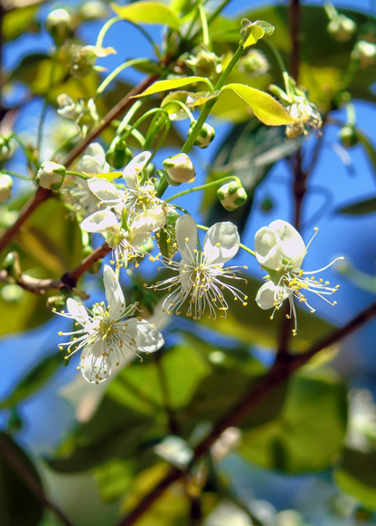 Surinam Cherry (Eugenia uniflora) - Tampa Home & Garden Store