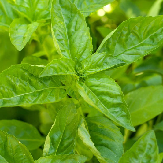 Sweet Basil Seeds (Organic) - Tampa Home & Garden Store