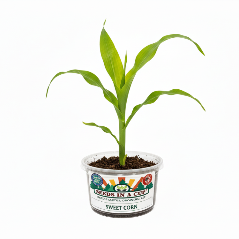 Sweet Corn Grow Kit - Tampa Home & Garden Store