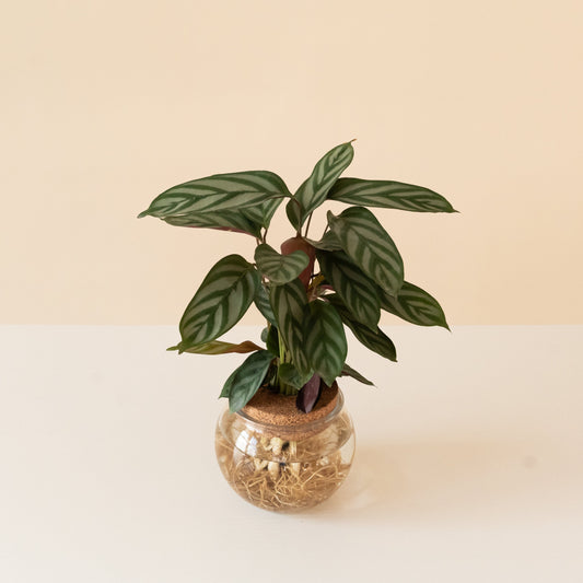 Sweet Dreams® First Frost™ - Tampa Home & Garden Store