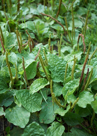 Sweet Plantain Herb, Broadleaf (Plantago major) - Tampa Home & Garden Store