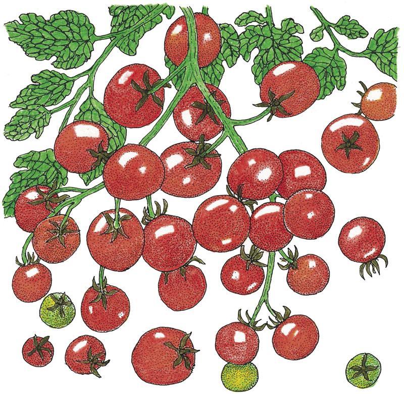 Sweetie Tomato Seeds (Organic) - Tampa Home & Garden Store