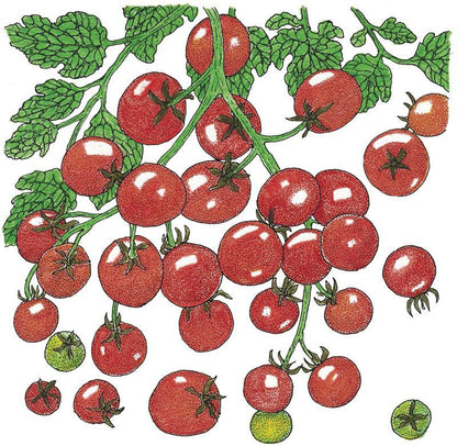 Sweetie Tomato Seeds (Organic) - Tampa Home & Garden Store