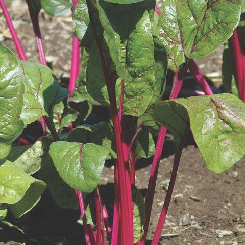 Magenta Sunset Swiss Chard seeds by Seedtime Store, pink stems with broad green leaves on Tampa Home & Garden Store