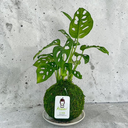 Monstera Swiss Cheese kokedama plant in a moss ball with holey green leaves Kazumi Garden on Tampa Home & Garden Store