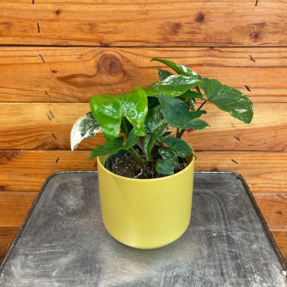 Syngonium Albo-Variegatum, 4" Plant - Tampa Home & Garden Store