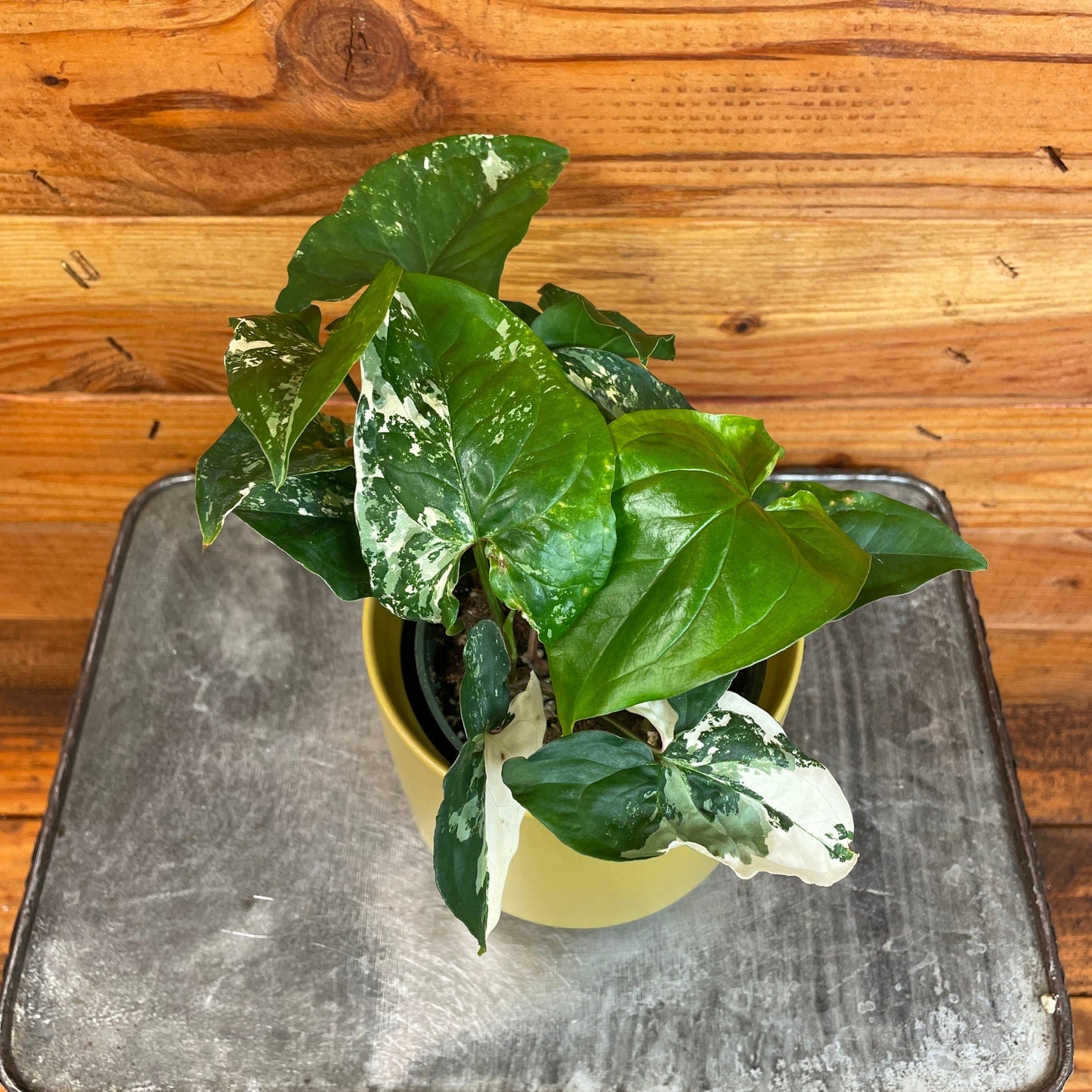 Syngonium Albo-Variegatum, 4" Plant - Tampa Home & Garden Store