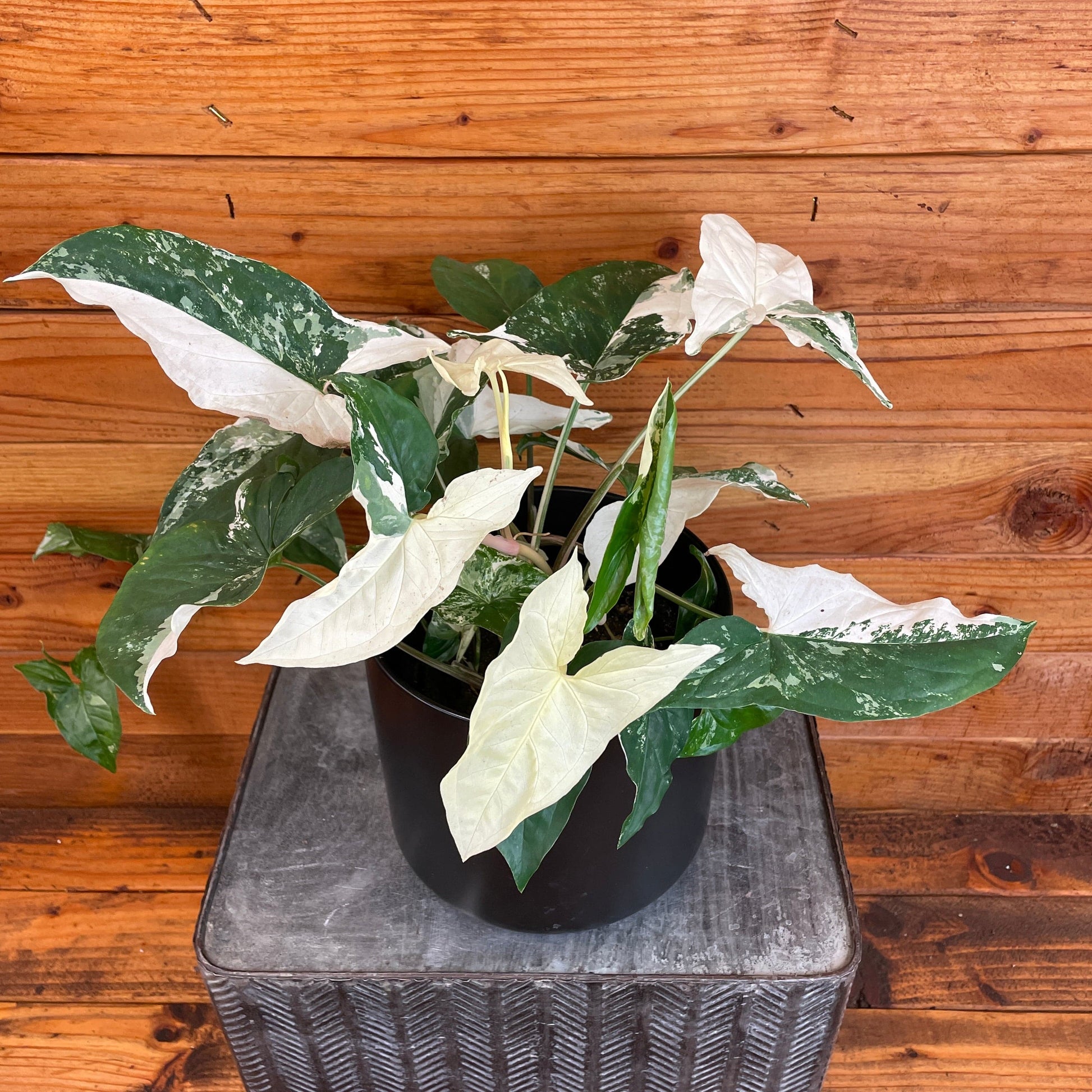 Syngonium Albo-Variegatum, 6" Plant - Tampa Home & Garden Store