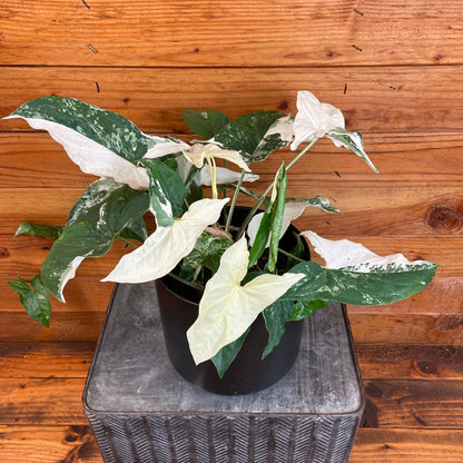 Syngonium Albo-Variegatum, 6" Plant - Tampa Home & Garden Store