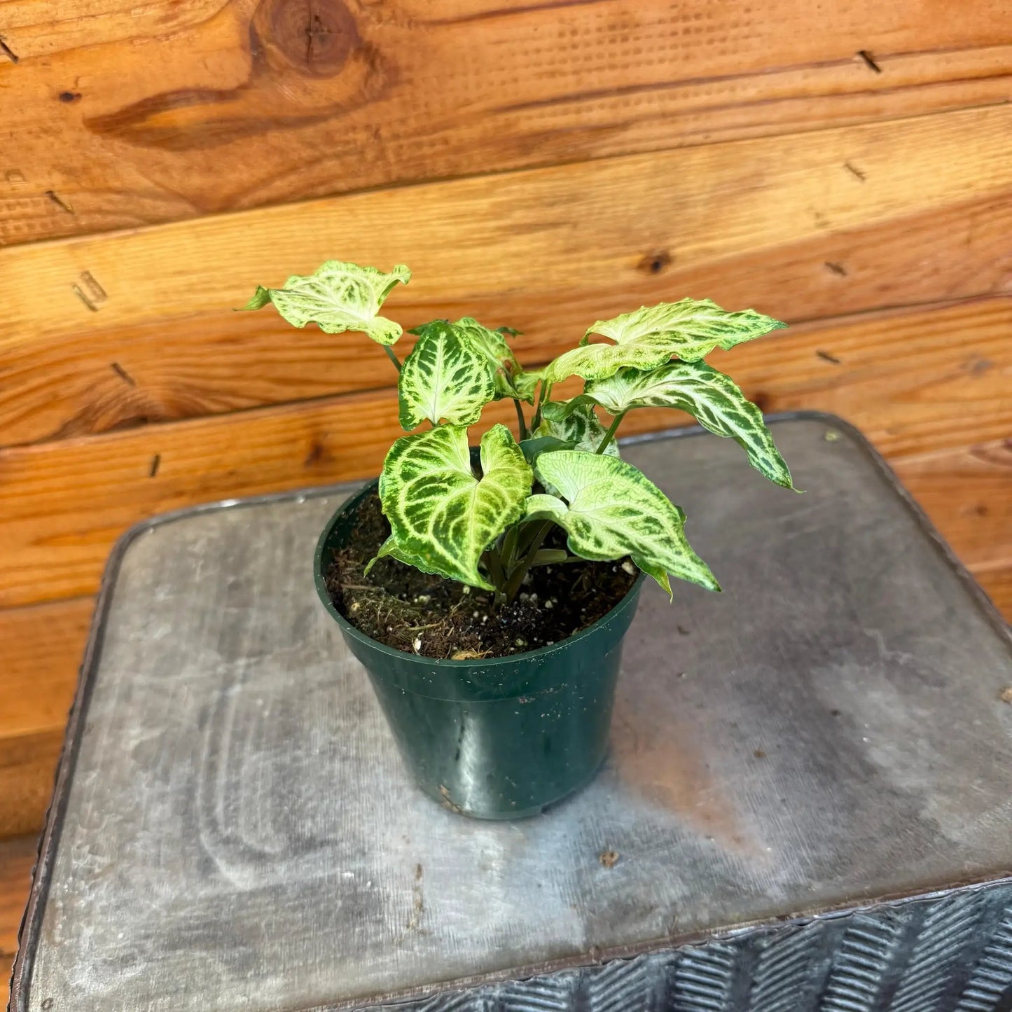 Syngonium Batik, 4" Plant - Tampa Home & Garden Store