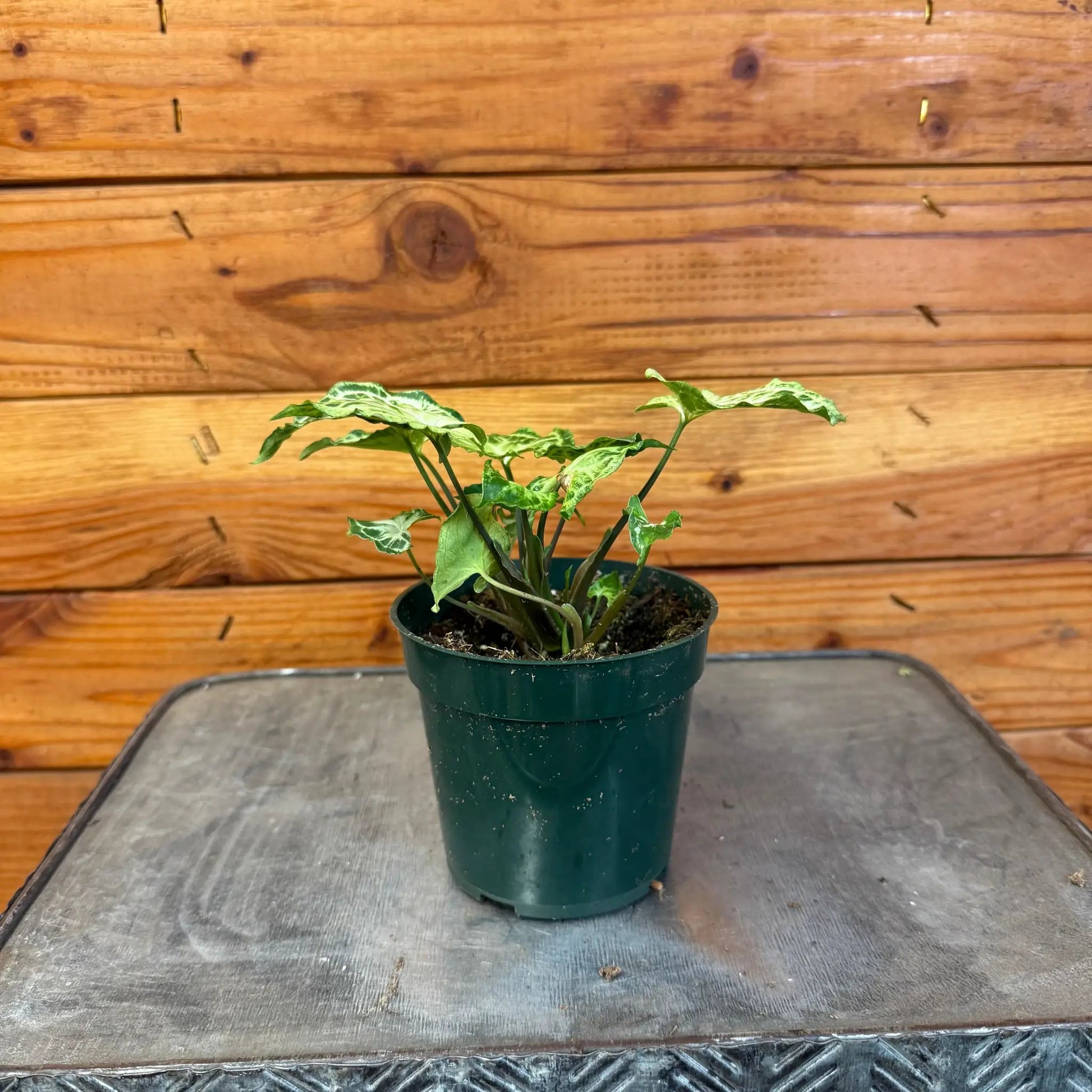Syngonium Batik, 4" Plant - Tampa Home & Garden Store