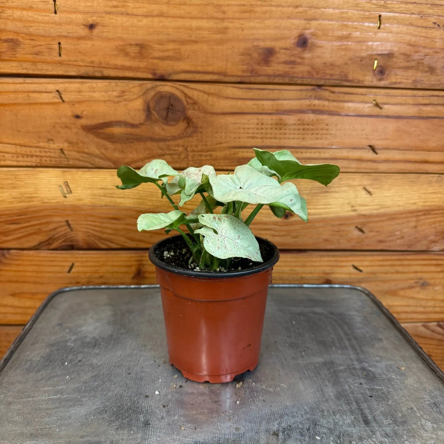 Syngonium Nephthytis Dazzle Color, 4" Plant - Tampa Home & Garden Store
