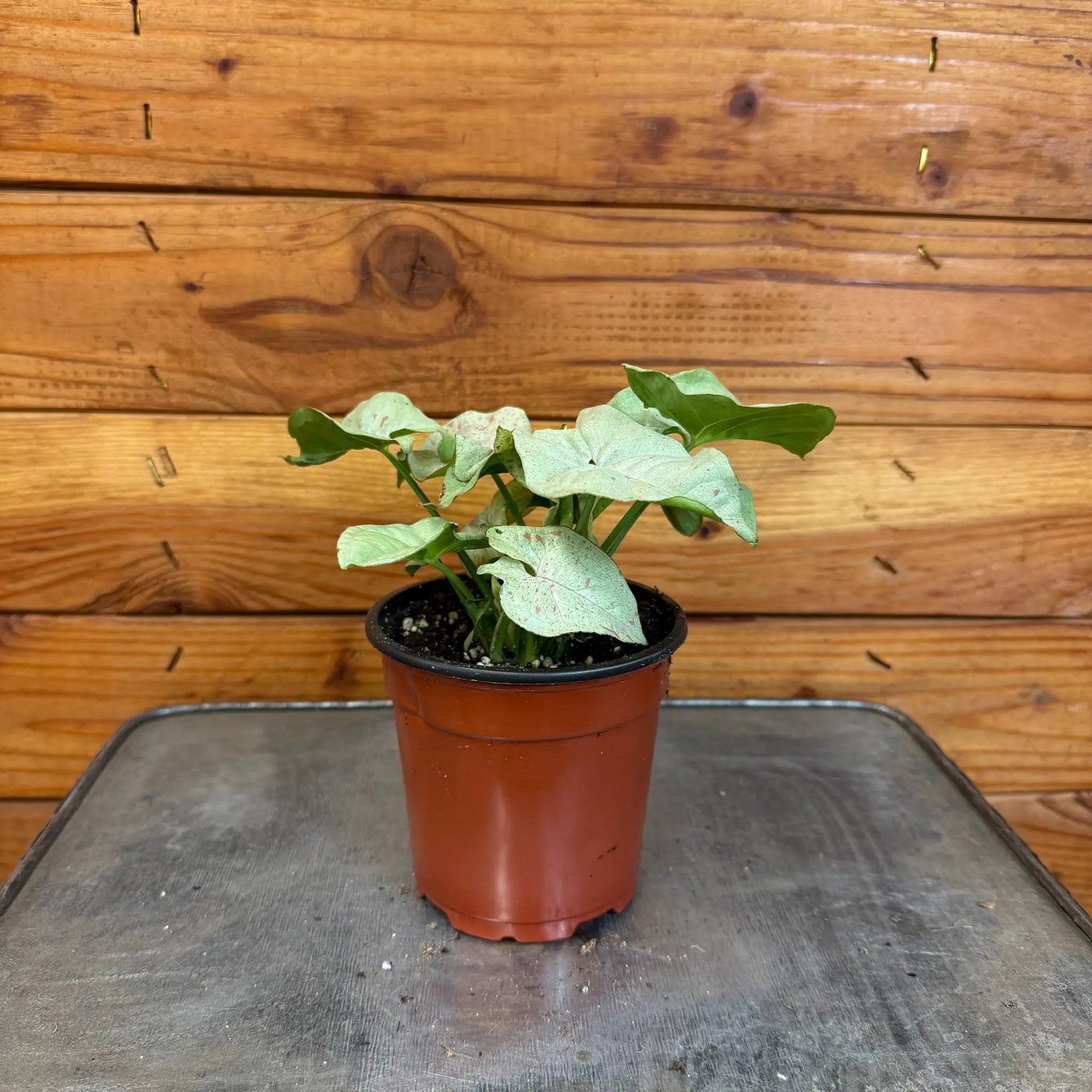 Syngonium Nephthytis Dazzle Color, 4" Plant - Tampa Home & Garden Store