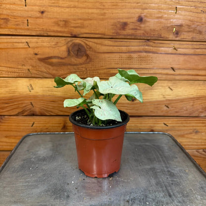 Syngonium Nephthytis Dazzle Color, 4" Plant - Tampa Home & Garden Store