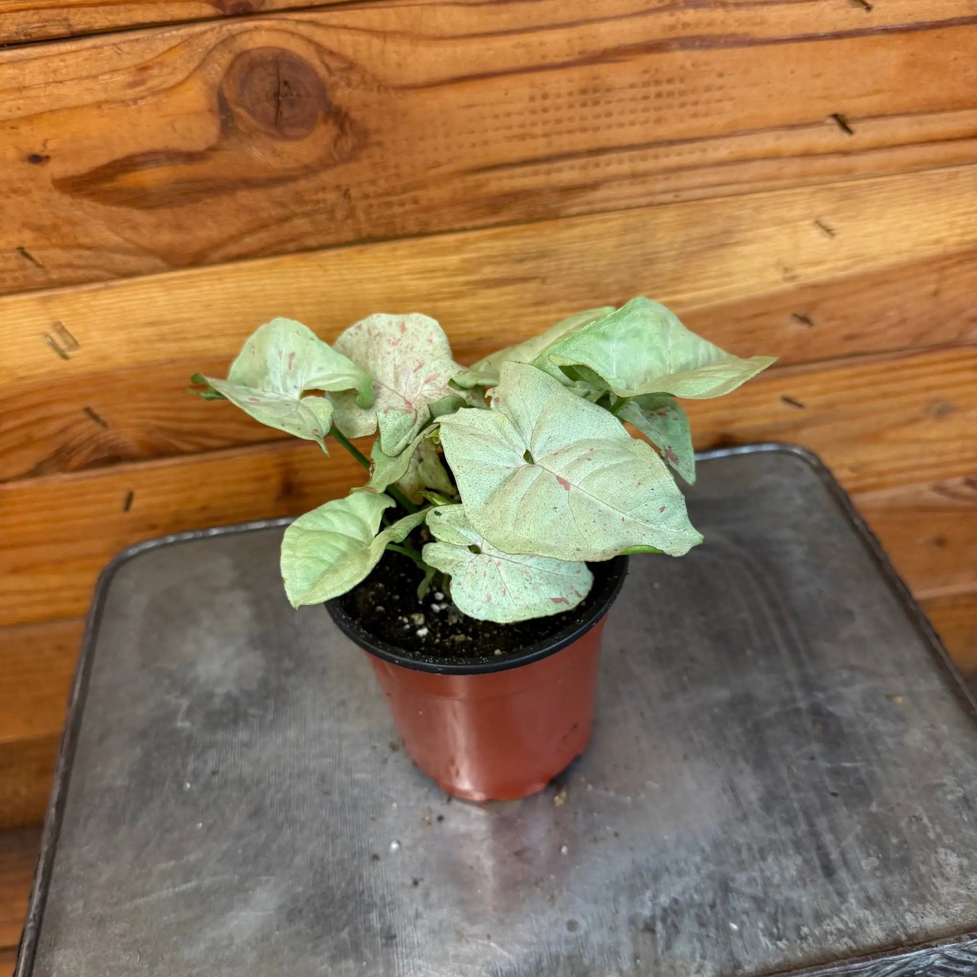 Syngonium Nephthytis Dazzle Color, 4" Plant - Tampa Home & Garden Store
