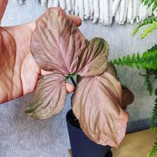 Syngonium Regina Red - Tampa Home & Garden Store