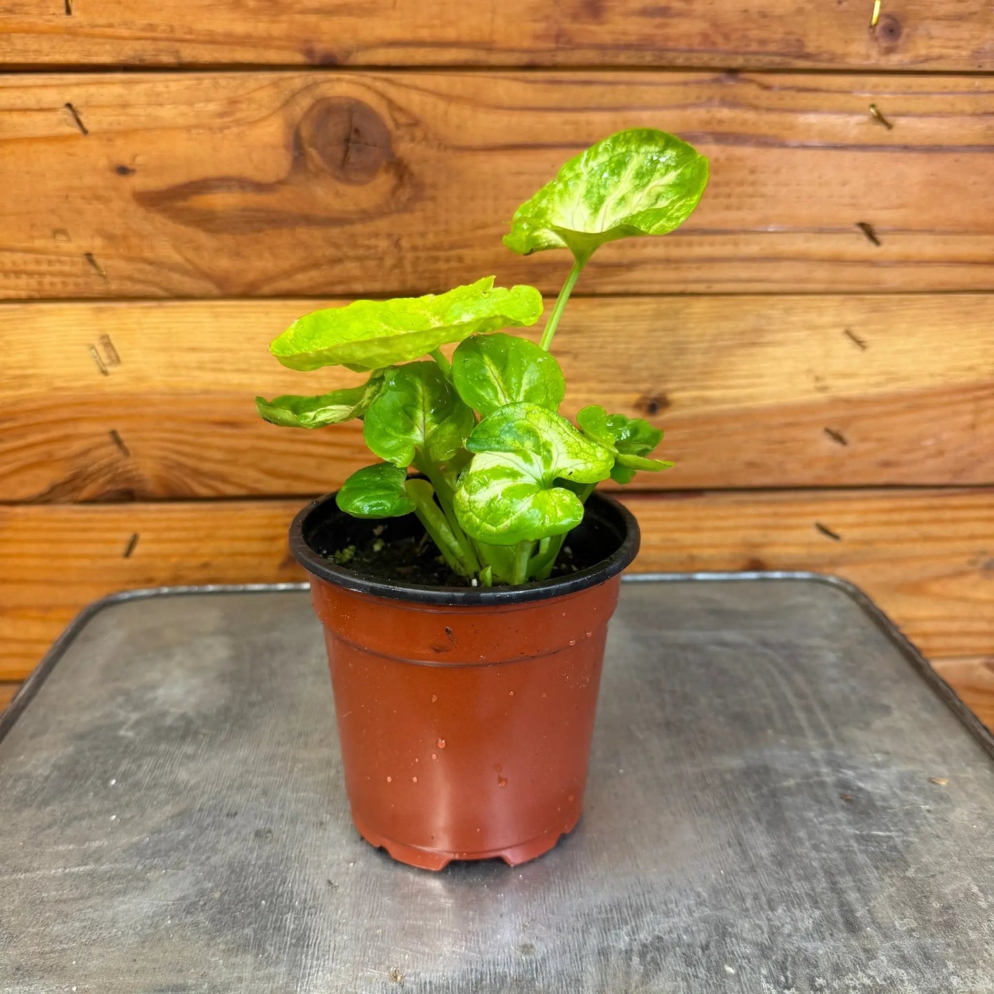 Syngonium Siam Kiwi Delight, 4" Plant - Tampa Home & Garden Store
