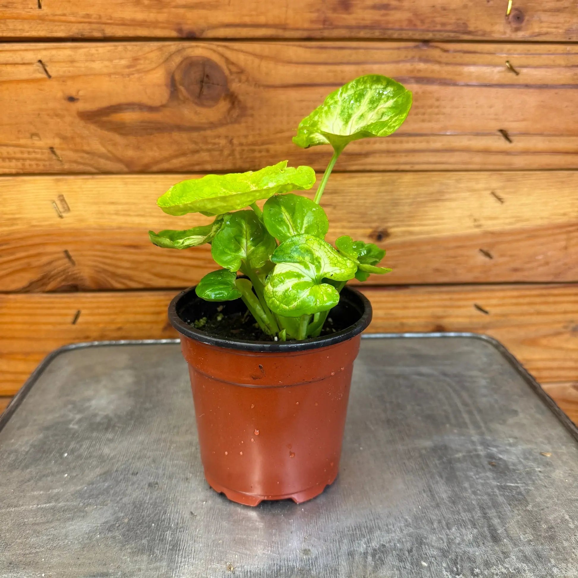 Syngonium Siam Kiwi Delight, 4" Plant - Tampa Home & Garden Store