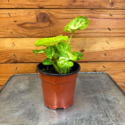Syngonium Siam Kiwi Delight, 4" Plant - Tampa Home & Garden Store