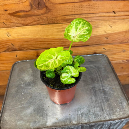 Syngonium Siam Kiwi Delight, 4" Plant - Tampa Home & Garden Store