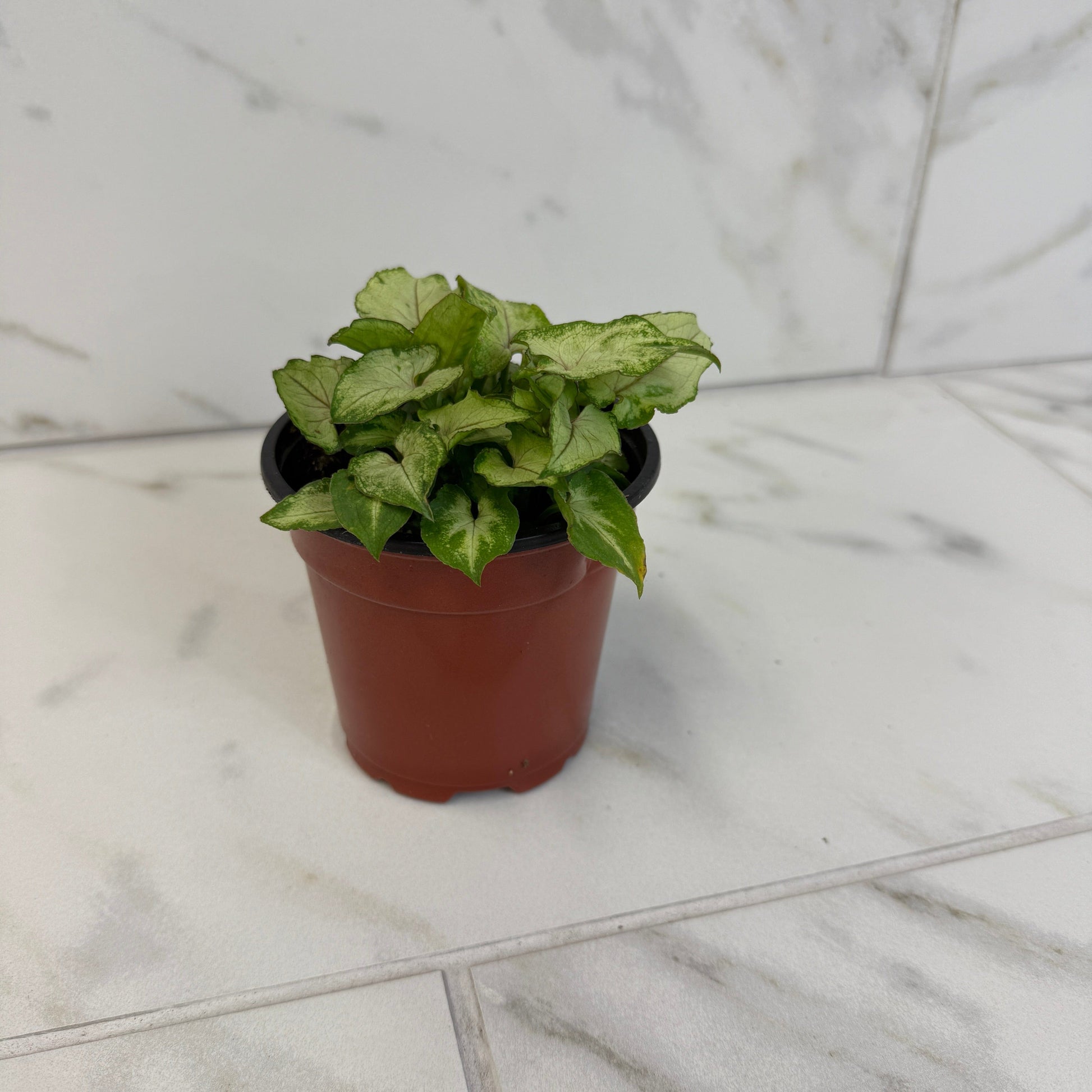 Syngonium Yami Red Wine, 4" Plant - Tampa Home & Garden Store