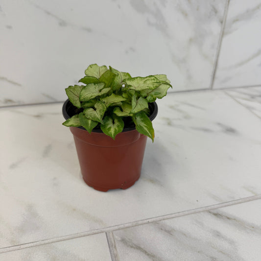 Syngonium Yami Red Wine, 4" Plant - Tampa Home & Garden Store