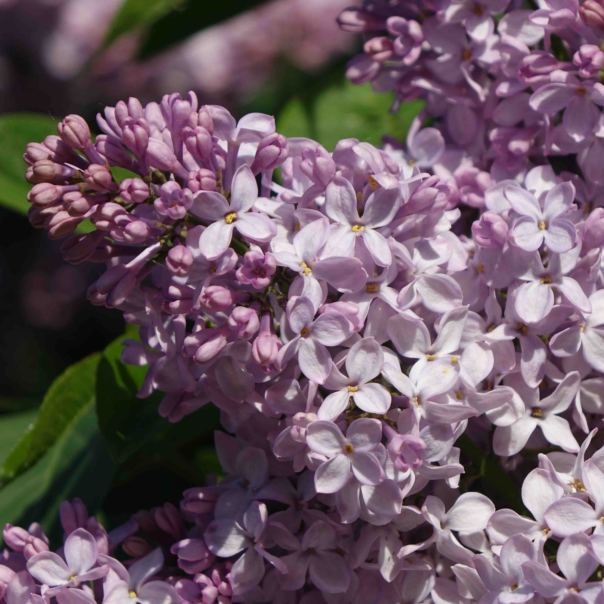 Miss Kim Lilac plant with purple bloom clusters by Live Good Logistics on Tampa Home & Garden Store