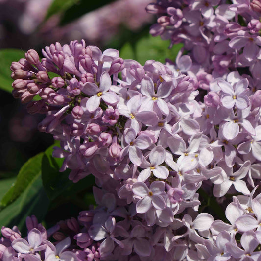 Miss Kim Lilac plant with purple bloom clusters by Live Good Logistics on Tampa Home & Garden Store