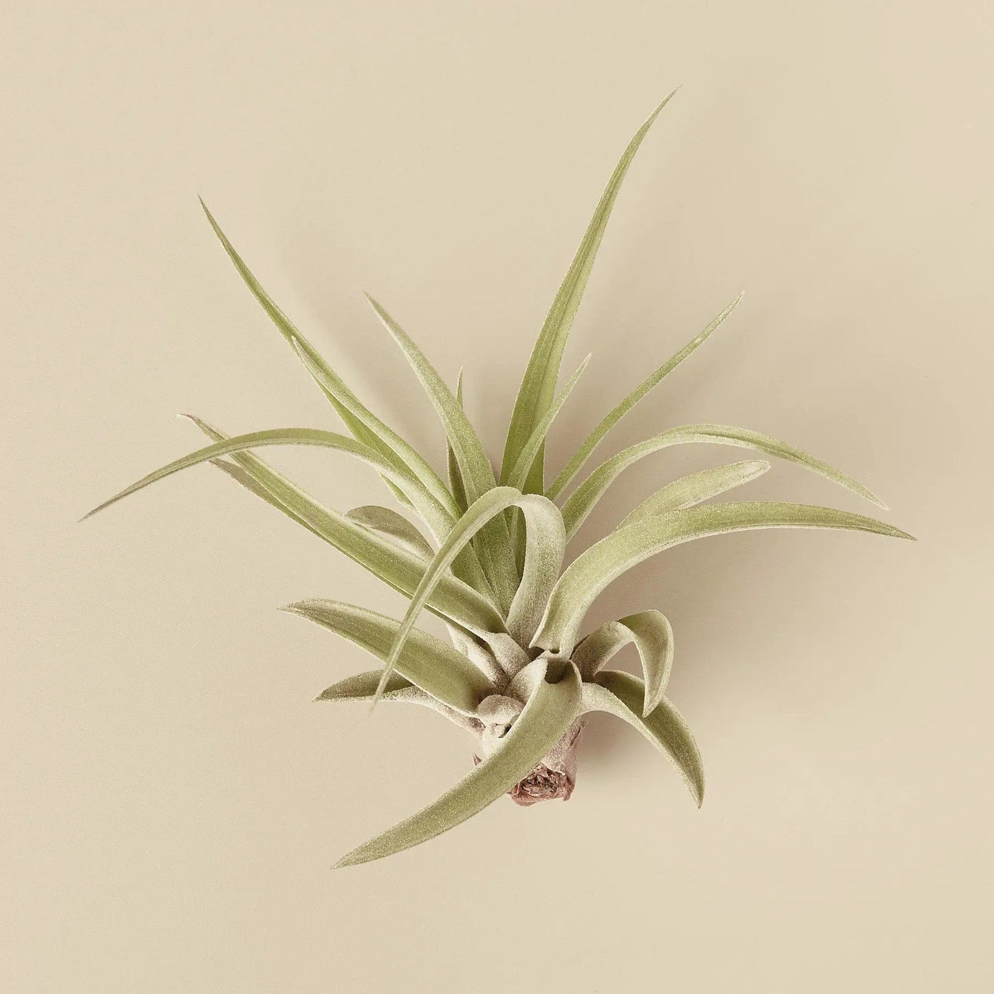 Tillandsia Veluntina Air Plant for Modern Decor