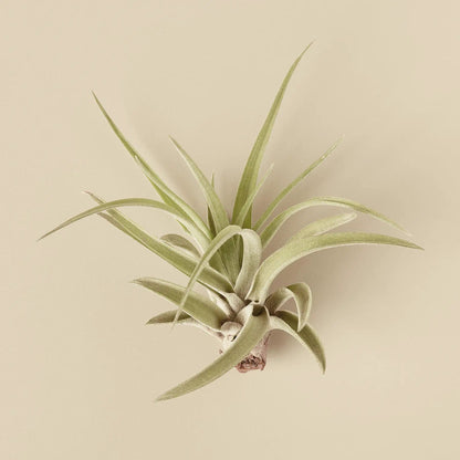 Tillandsia Veluntina Air Plant for Modern Decor
