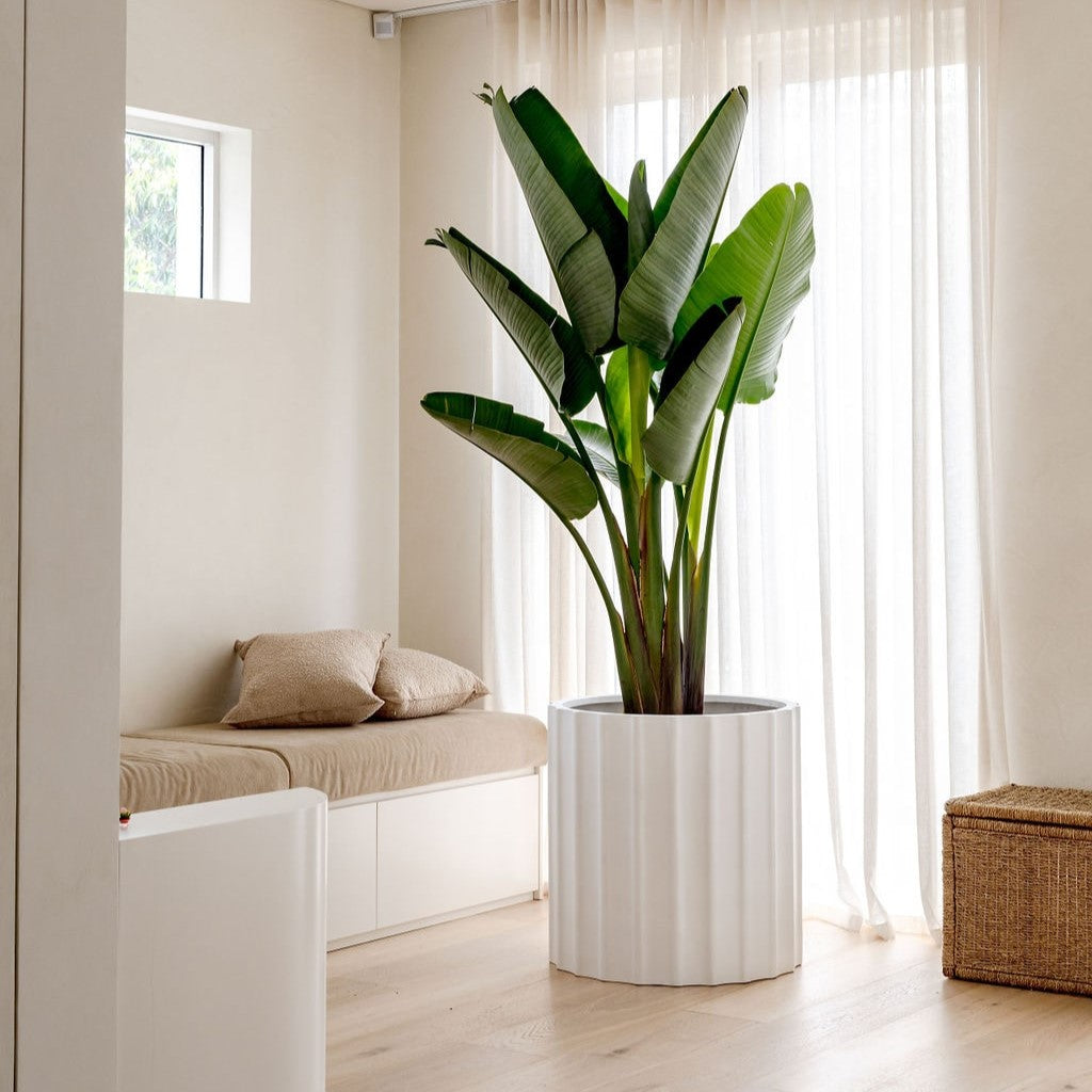 The Ripple Statement Planter | Unique Architectural Pot